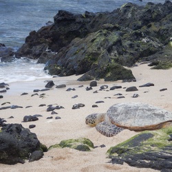 Good and cute things